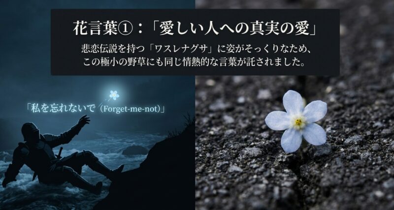 アスファルトの隙間から咲くキュウリグサと、花言葉「愛しい人への真実の愛」の解説