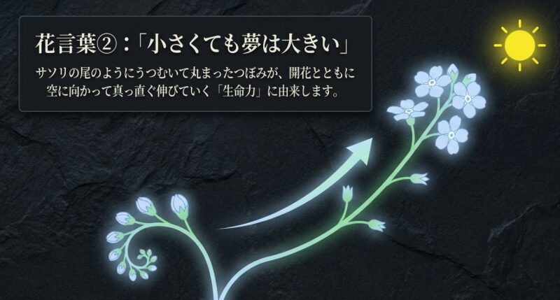 キュウリグサの花言葉「小さくても夢は大きい」とサソリ型花序の生命力の解説