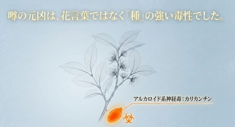 噂の元凶は花言葉ではなく種の強い毒性（アルカロイド系神経毒：カリカンチン）であることを説明するスライド
