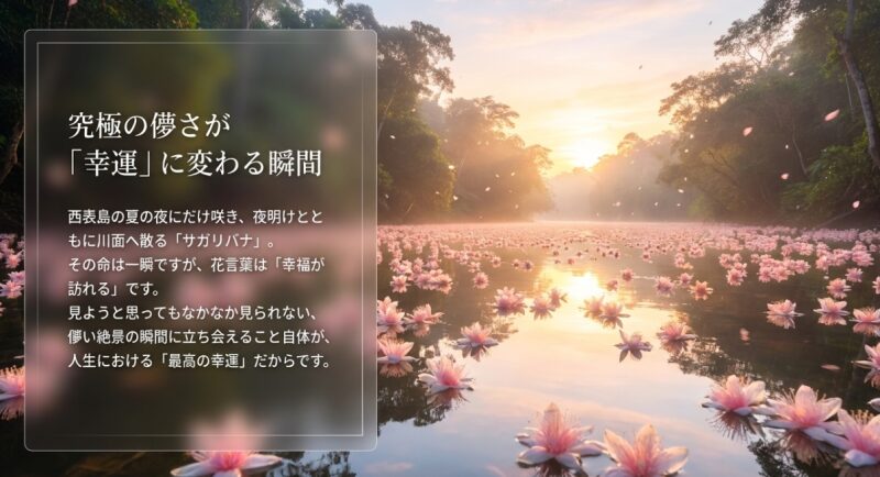西表島で夜明けに川面へ散るサガリバナの究極の儚さが幸運に変わる瞬間