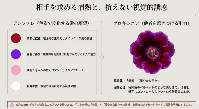 相手を求める情熱と抗えない視覚的誘惑。グロキシニア(媚態)と色によって意味が変わるデンファレの花言葉