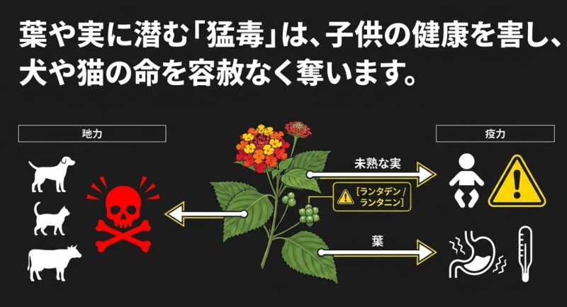ランタナの葉や未熟な実に潜む猛毒（ランタデン・ランタニン）が子供や犬猫に与える健康被害の図解