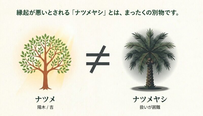 ナツメとナツメヤシは全く別の植物であることを示すイラスト