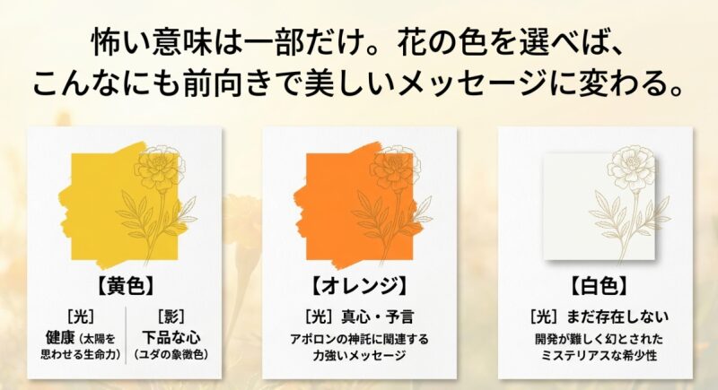 黄色の「健康」、オレンジの「真心」、白色の「まだ存在しない」など、色別で異なるマリーゴールドの光と影の花言葉一覧表