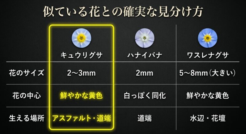キュウリグサの花の拡大写真と、ワスレナグサ・ハナイバナとのサイズや特徴の比較表