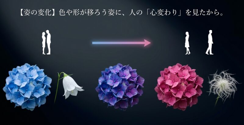青色から紫色、ピンク色へと色が変化していくアジサイの花。人の心変わりや浮気を象徴する画像。