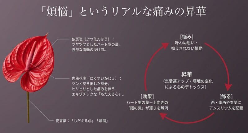アンスリウムの仏炎苞と肉穂花序が表す「もだえる心」と「煩悩」。風水を用いた恋愛運アップと感情の昇華方法