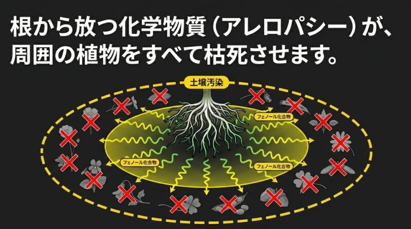 根から放つ化学物質（アレロパシー）が土壌汚染を引き起こし周囲の植物を枯死させる仕組みの解説画像