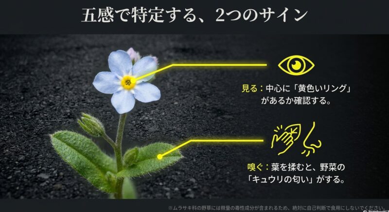 花の中心の黄色いリングと、葉を揉んだ時のキュウリの匂いで特定する方法の解説