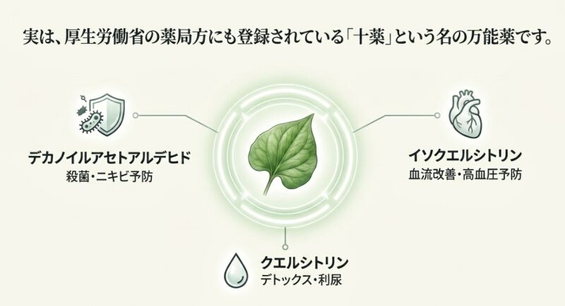 厚生労働省の薬局方にも登録されている「十薬」という名の万能薬。デカノイルアセトアルデヒド（殺菌・ニキビ予防）、クエルシトリン（デトックス・利尿）、イソクエルシトリン（血流改善・高血圧予防）の成分解説