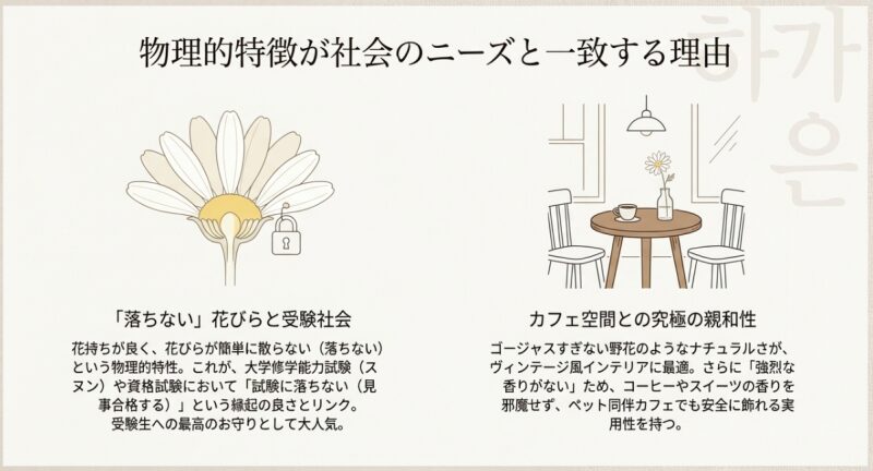 物理的特徴が社会のニーズと一致する理由 。試験における「落ちない」花びらと受験社会の関係性 や、カフェ空間との究極の親和性 。