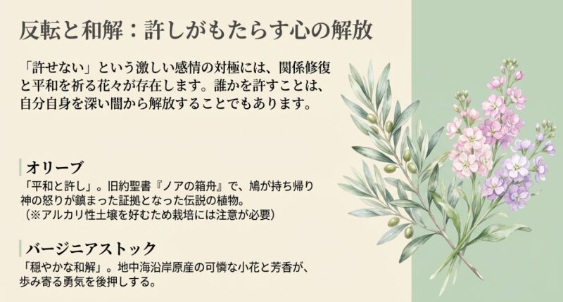 平和と許しを意味するオリーブと、穏やかな和解を意味するバージニアストックの解説スライド。