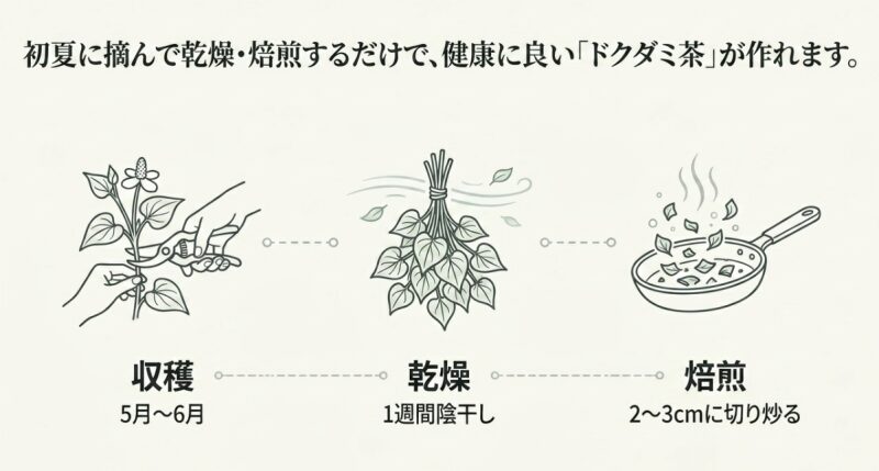 初夏に摘んで乾燥・焙煎するだけで作れるドクダミ茶。5月〜6月に収穫、1週間陰干しで乾燥、2〜3cmに切り炒る焙煎の手順イラスト