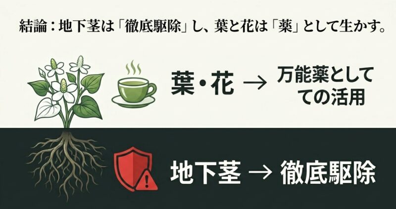 結論として、地下茎は「徹底駆除」し、葉と花は「薬」として生かすという図式