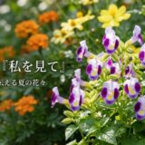 花言葉 私を見て