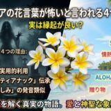 プルメリア　花言葉　怖い
