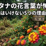 ランタナ　花言葉　怖い
