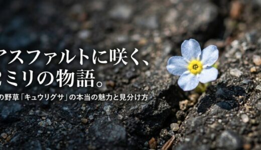 キュウリグサの花言葉は愛のささやき？誤解の理由と本当の意味