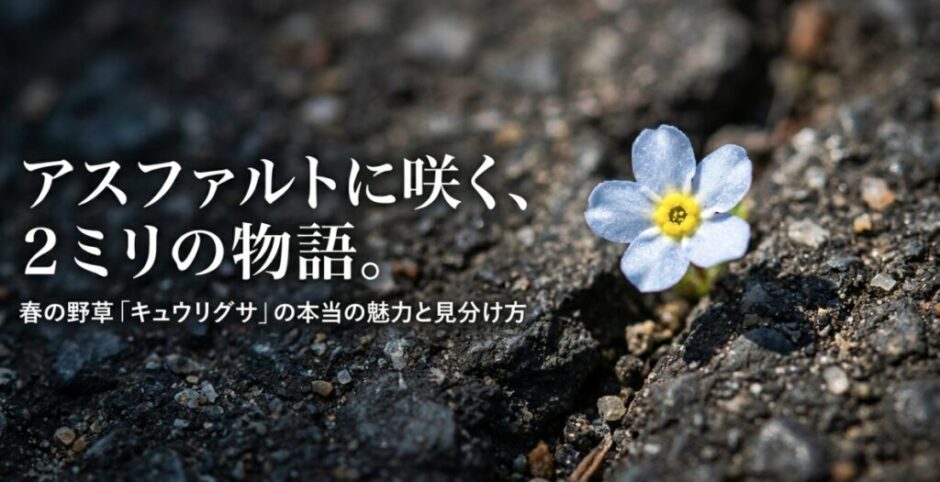 キュウリグサ　花言葉