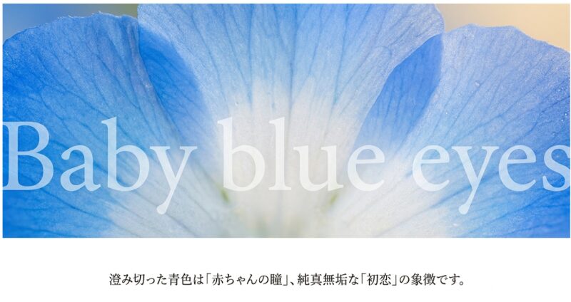 ネモフィラの英語名「Baby blue eyes」と花言葉「初恋」の由来を解説するスライド