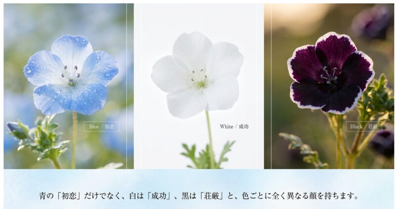 青の「初恋」、白の「成功」、黒の「荘厳」などネモフィラの色別花言葉一覧スライド