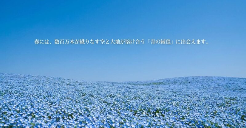 春に数百万本のネモフィラが織りなす青の絨毯の絶景スライド