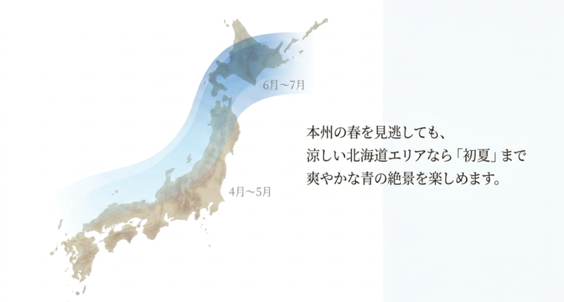 本州の春を見逃しても6月から7月にかけて楽しめる北海道エリアのネモフィラ開花時期スライド