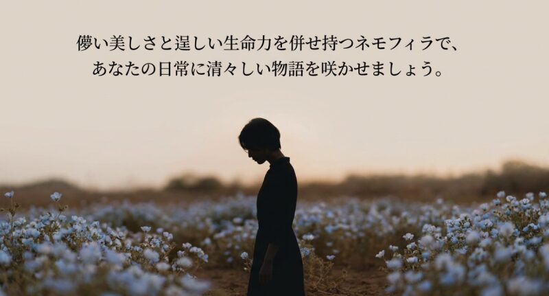儚い美しさと逞しい生命力を持つネモフィラからのメッセージをまとめたスライド