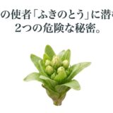 春の使者であるふきのとうの写真と、「ふきのとうに潜む、2つの危険な秘密」というテキスト