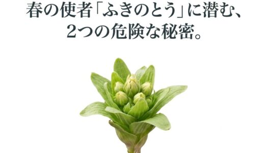 ふきのとうの花言葉が怖いって本当？「処罰」の由来と猛毒草の見分け方