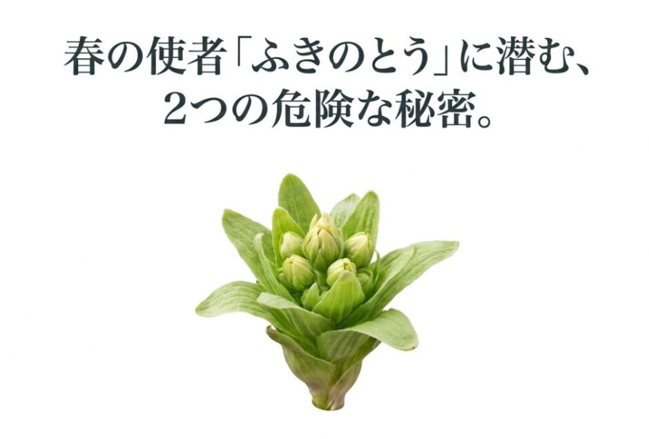 春の使者であるふきのとうの写真と、「ふきのとうに潜む、2つの危険な秘密」というテキスト