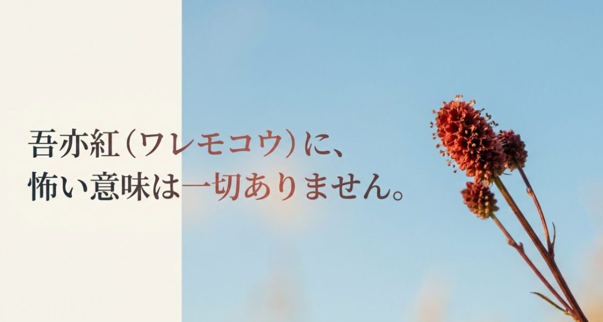 吾亦紅(ワレモコウ)には怖い意味が一切ないことを伝えるタイトルスライド