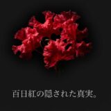 「百日紅の隠された真実。」と書かれたタイトルスライド 。