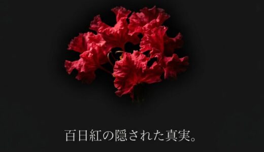 【徹底解説】百日紅の花言葉は怖い？庭に植えてはいけない理由と真実