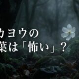 サンカヨウの花言葉は「怖い」