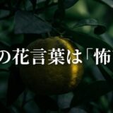 柚子　花言葉　怖い