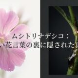 ムシトリナデシコの怖い花言葉の裏に隠された真実について解説するタイトル画像