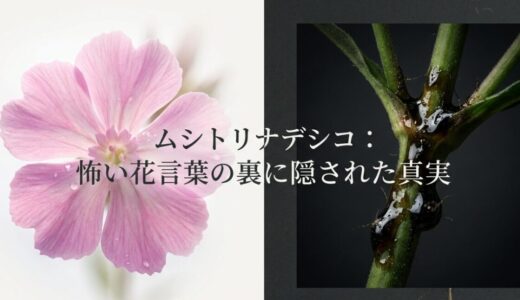 ムシトリナデシコの花言葉が怖い3つの理由！贈り物NGって本当？