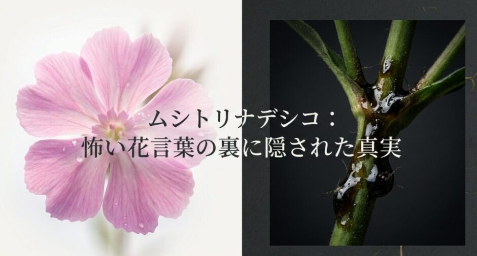 ムシトリナデシコの怖い花言葉の裏に隠された真実について解説するタイトル画像