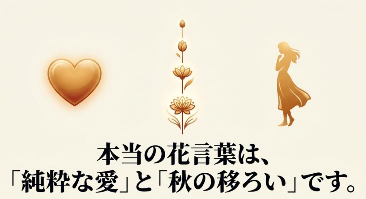 吾亦紅の本当の花言葉が「純粋な愛」と「秋の移ろい」であることを説明するスライド