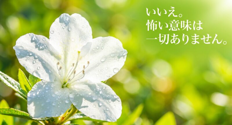 サンカヨウの花言葉は「怖い」？いいえ。怖い意味は一切ありませんと結論を伝えるスライド画像