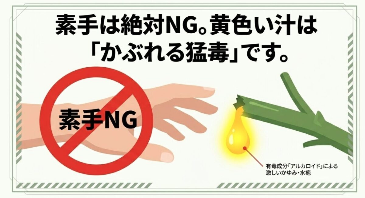 バツ印がつけられたドクロマークのシルエットと素手のイラスト。「素手は絶対NG。黄色い汁はかぶれる猛毒です」という警告と、「有毒成分アルカロイドによる激しいかゆみ・水疱」の解説