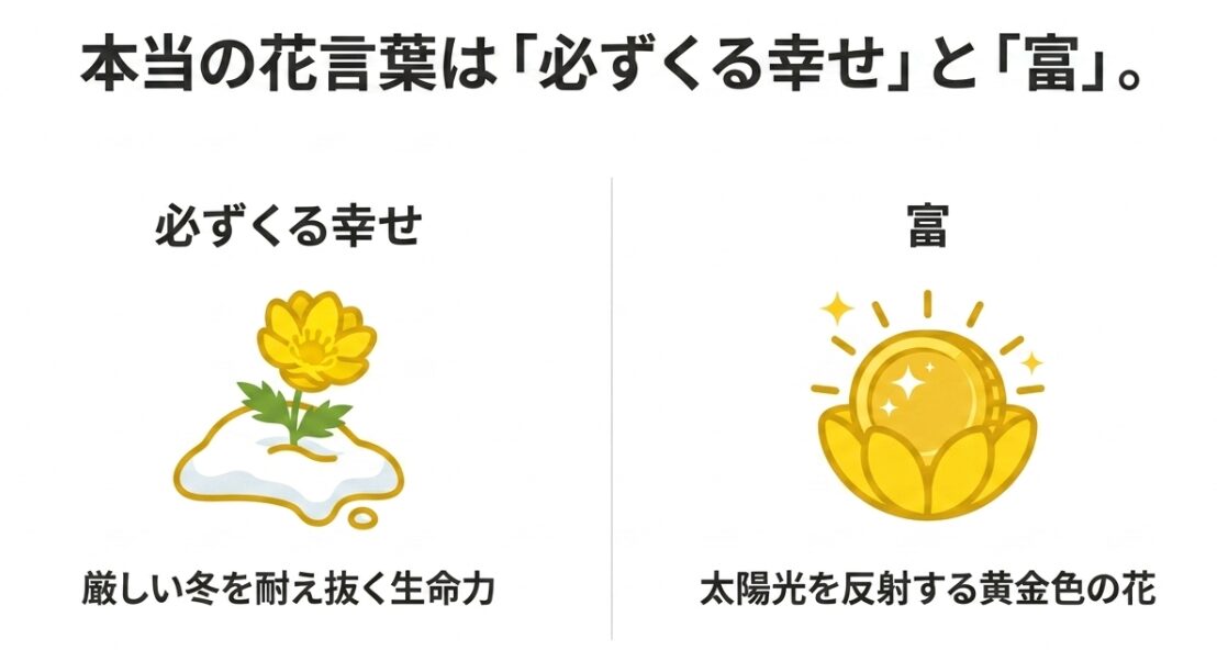 本当の花言葉は「必ずくる幸せ」や「富」であり、厳しい冬を耐え抜く生命力や、太陽光を反射する黄金色の花が由来であることを表すイラスト