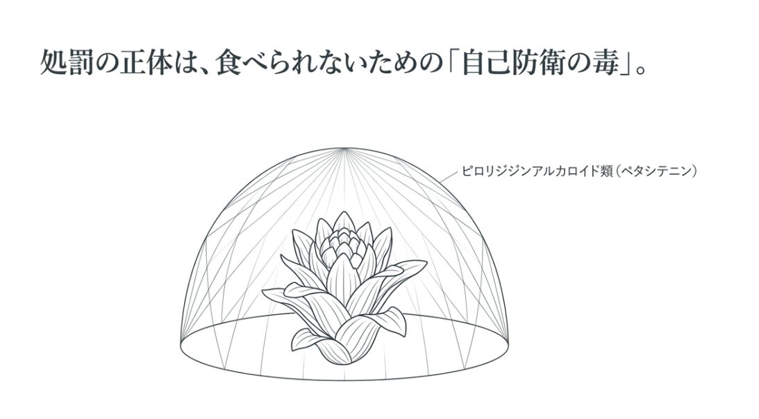 ドーム状のバリアに守られたふきのとうのイラストと、処罰の正体が自己防衛の毒であるピロリジジンアルカロイド類（ペタシテニン）であることを説明する図解