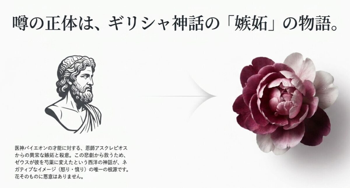 ギリシャ神話の医神パイエオンへの嫉妬が芍薬の怖い花言葉の由来であることを解説するスライド。