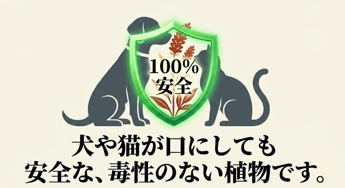 吾亦紅は100%安全で、犬や猫が口にしても毒性のない植物であることを伝えるスライド