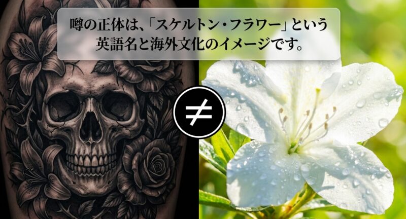 噂の正体は、「スケルトン・フラワー」という英語名と海外文化のイメージですと書かれたスライド画像