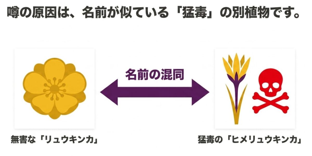 噂の原因が名前の混同であり、無害なリュウキンカと猛毒のヒメリュウキンカを示したスライド