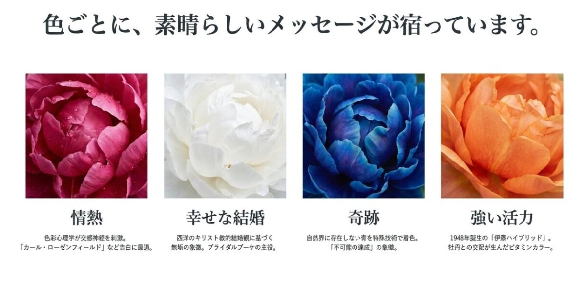 濃いピンクや白など4色の芍薬の写真とそれぞれのポジティブな花言葉をまとめたスライド。