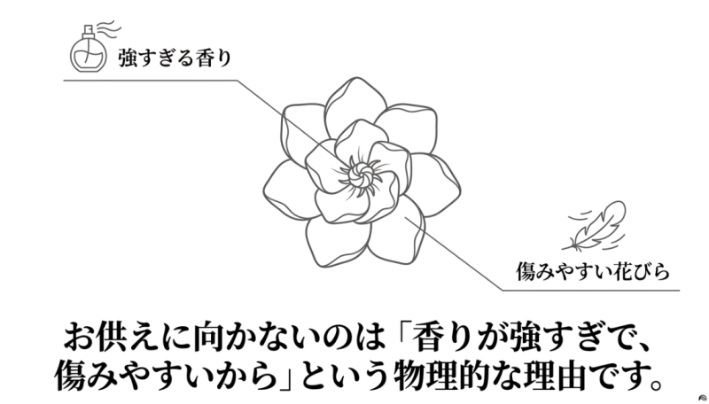 クチナシがお供えに向かないのは、香りが強すぎることと花びらが傷みやすいという物理的な理由があることを伝えるスライド画像